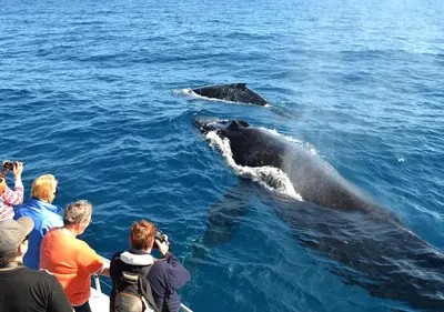 a group of people taking pictures of a whale in the water at Beautiful Guesthouse, Sleeps 4 - Kitchen, Private Laundry, AC, Parking, 65' TV, Close to Stores, Restaurants & Beach in Long Beach