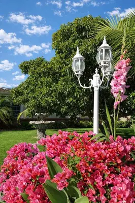 a street light in a garden with pink flowers at Orchard Villa Disneyland 5 Bedroom Pool Home Spa in Anaheim